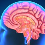 Współczesne modele anatomiczne: kształcenie , użycie i postęp metod