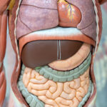 Modele anatomiczne w współczesnych form nauczania jak również praktyce lekarskiej