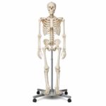 Modele anatomiczne i dydaktyczny model szkieletu człowieka — praktyczny przewodnik dla szkół i laboratoriów