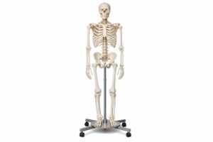 Modele anatomiczne i dydaktyczny model szkieletu człowieka — praktyczny przewodnik dla szkół i laboratoriów