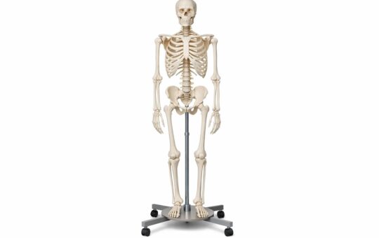 Modele anatomiczne i dydaktyczny model szkieletu człowieka — praktyczny przewodnik dla szkół i laboratoriów