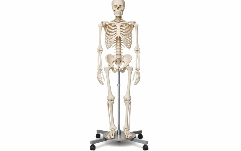 Modele anatomiczne i dydaktyczny model szkieletu człowieka — praktyczny przewodnik dla szkół i laboratoriów