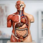 Modele anatomiczne mięśni, stawów i narządów wewnętrznych — praktyczny przewodnik