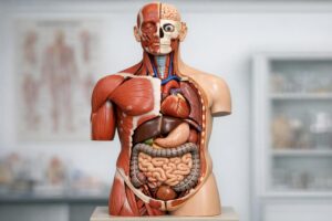 Modele anatomiczne mięśni, stawów i narządów wewnętrznych — praktyczny przewodnik