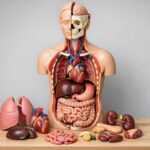 Anatomiczne modele w nowoczesnej edukacji medycznej — jak pomagają uczyć się lepiej?