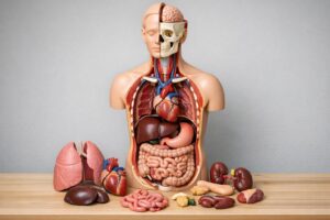 Anatomiczne modele w nowoczesnej edukacji medycznej — jak pomagają uczyć się lepiej?