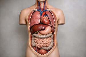Praktyczny przewodnik po edukacyjnych modelach anatomicznych dla szkół, uczelni i gabinetów