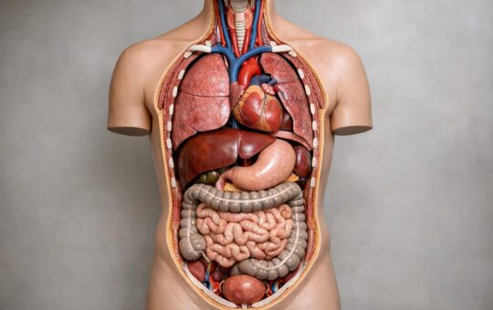 Praktyczny przewodnik po edukacyjnych modelach anatomicznych dla szkół, uczelni i gabinetów